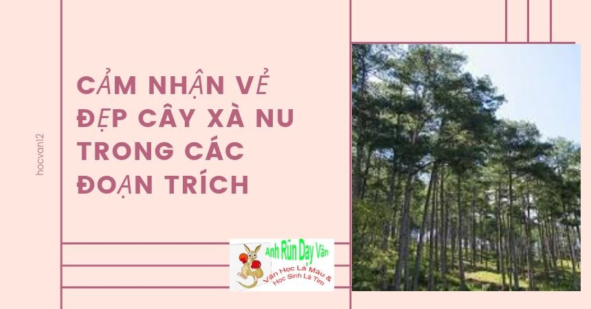 Cảm nhận vẻ đẹp cây xà nu trong các đoạn trích Cảm nhận vẻ đẹp cây xà nu trong các đoạn trích